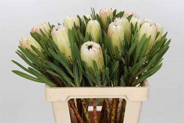 Срезанные цветы оптом Protea white night от 20шт из Голландии с доставкой по России