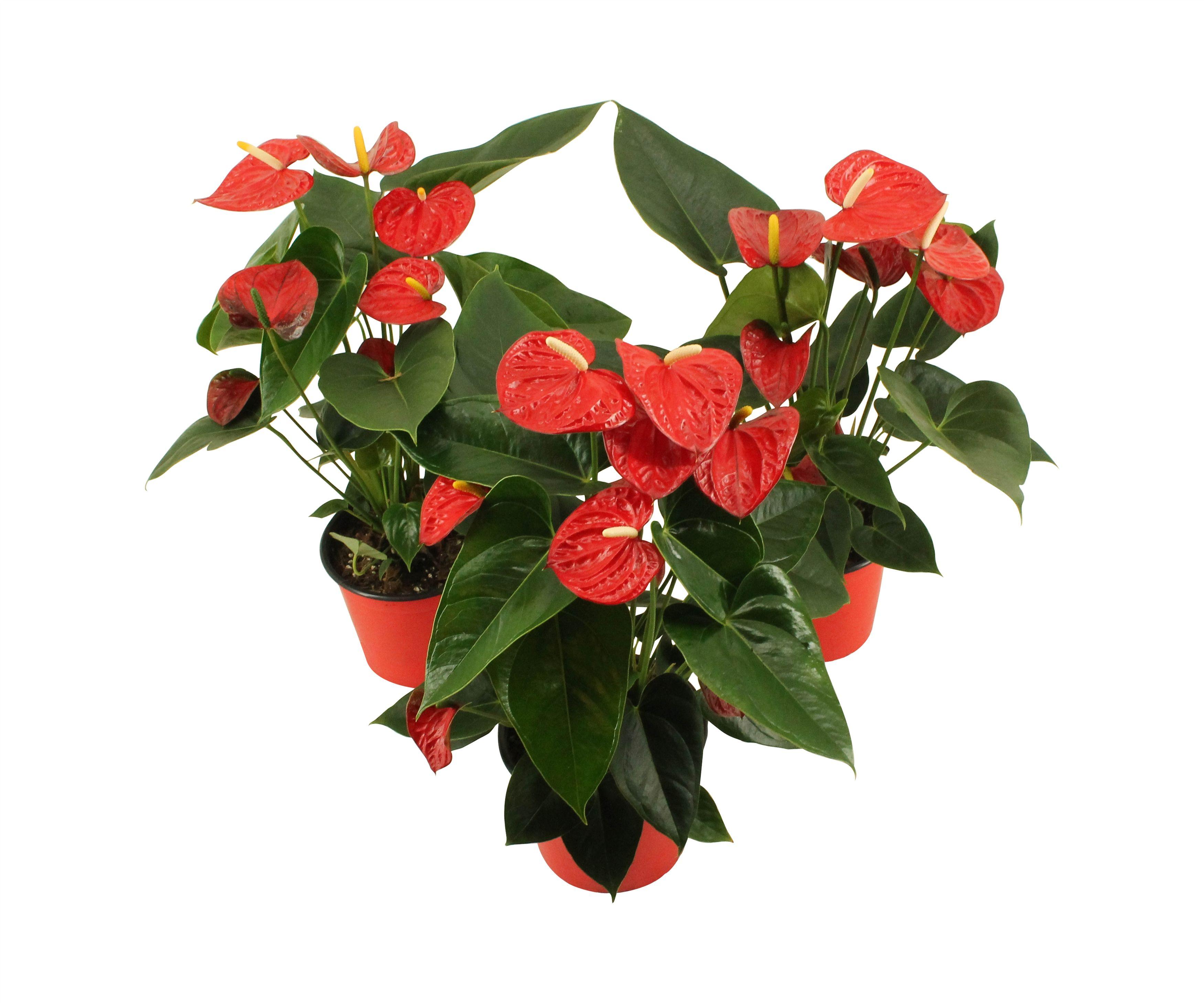 Горшечные цветы и растения оптом Anth An Easy Red 4+ Pot от 8шт из Голландии с доставкой по России