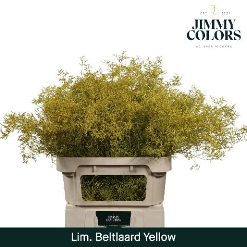 Срезанные цветы оптом Limonium beltlaard paint yellow от 25шт из Голландии с доставкой по России