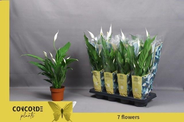 Горшечные цветы и растения оптом Spath Sweet Chico от 8шт из Голландии с доставкой по России