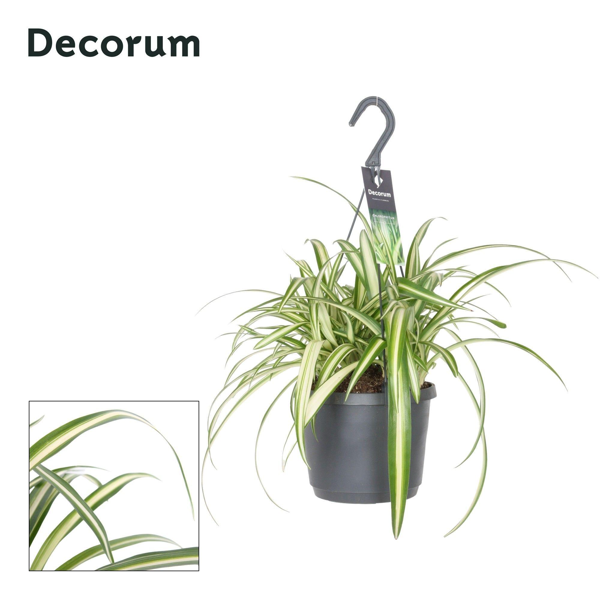 Горшечные цветы и растения оптом Chlorophytum Comosum Variegatum от 6шт из Голландии с доставкой по России