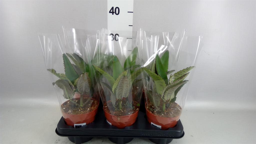 Горшечные цветы и растения оптом Kalanchoe Nf Daigremontiana от 6шт из Голландии с доставкой по России