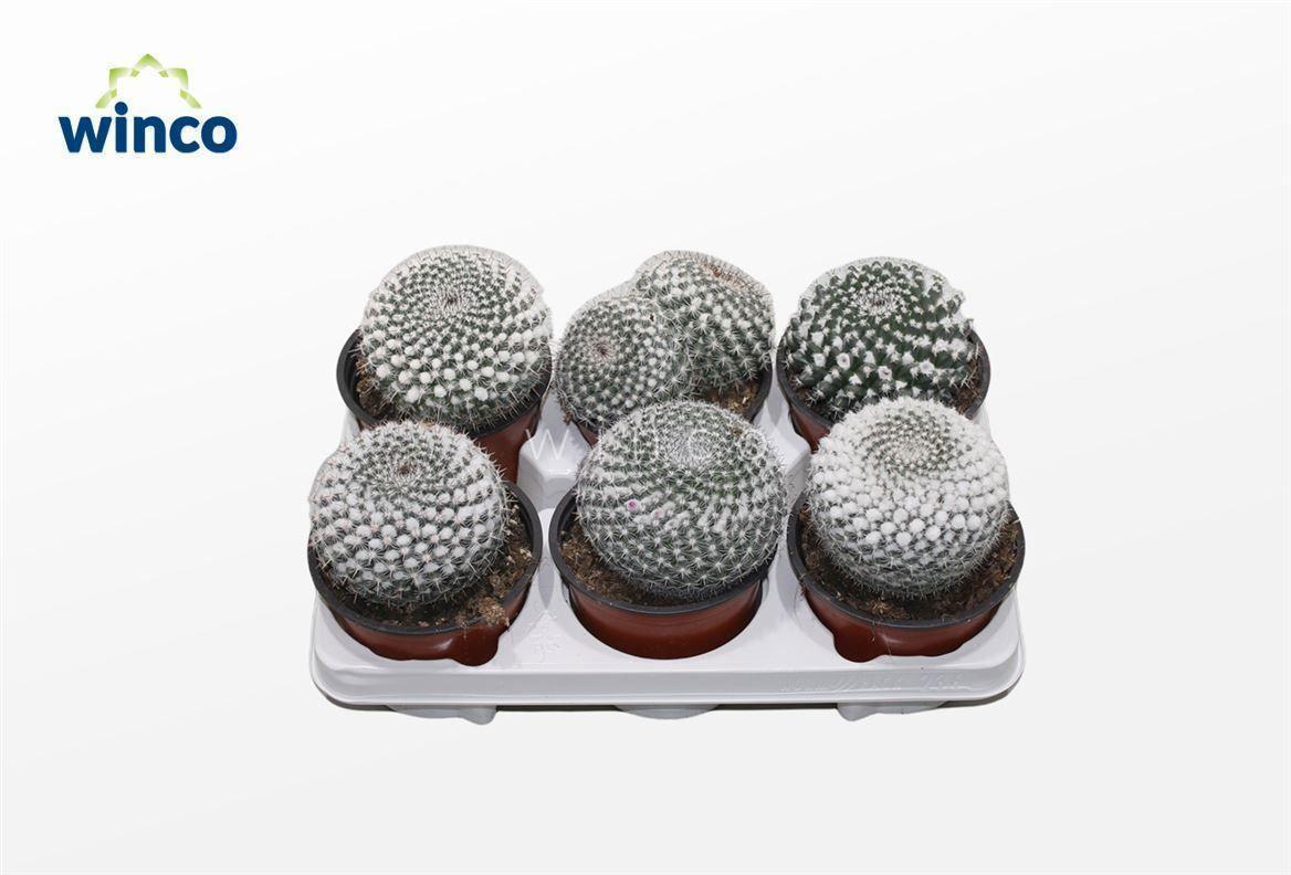 Горшечные цветы и растения оптом Mammillaria Hahniana от 6шт из Голландии с доставкой по России