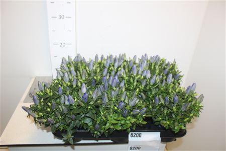 Горшечные цветы и растения оптом Gentiana Cultivars P10,5 Big Blue A от 8шт из Голландии с доставкой по России