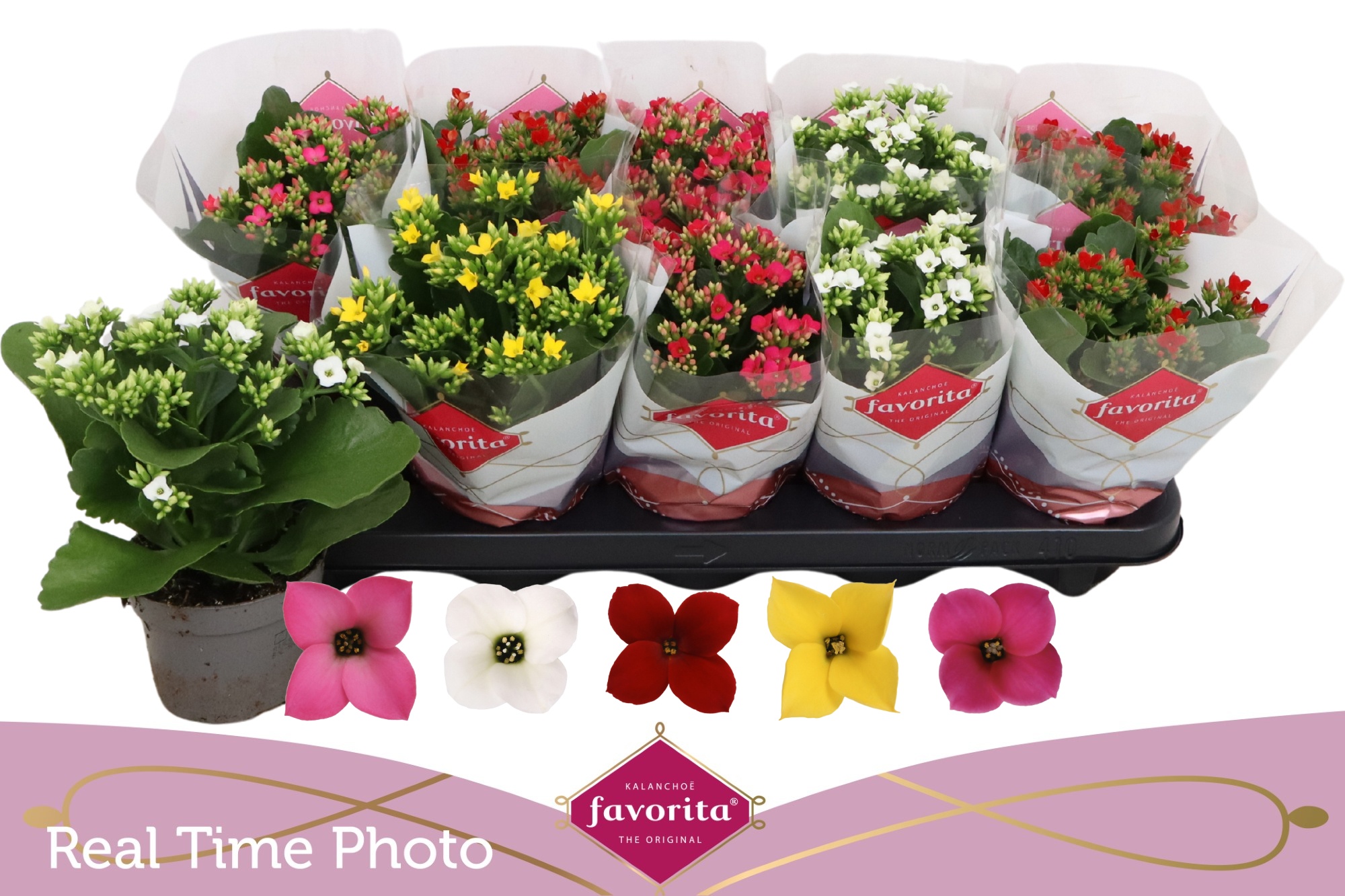 Горшечные цветы и растения оптом Kal En Gem 5 Kl от 10шт из Голландии с доставкой по России