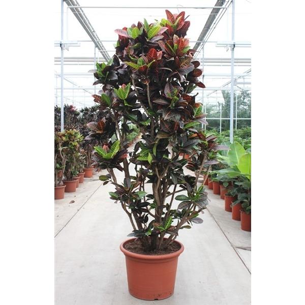 Горшечные цветы и растения оптом Codiaeum Petra от 1шт из Голландии с доставкой по России