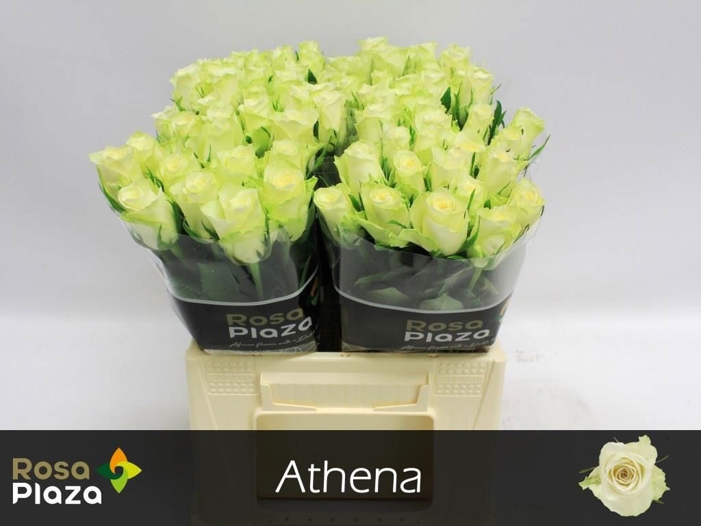 Срезанные цветы оптом Rosa large athena от 80шт из Голландии с доставкой по России