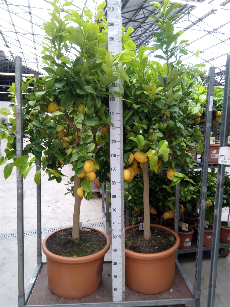 Горшечные цветы и растения оптом Citrus Kugli On Stem от 1шт (для телеги) из Голландии с доставкой по России