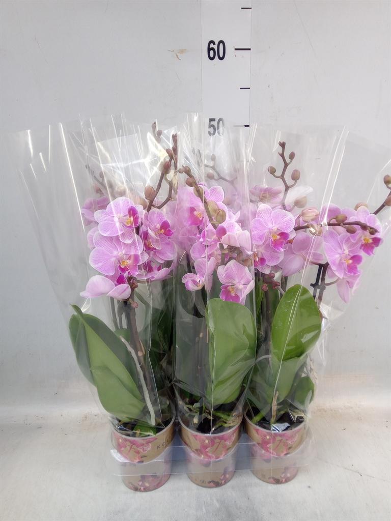 Горшечные цветы и растения оптом Phalaenopsis Multi.   ...lilac от 6шт (для телеги) из Голландии с доставкой по России