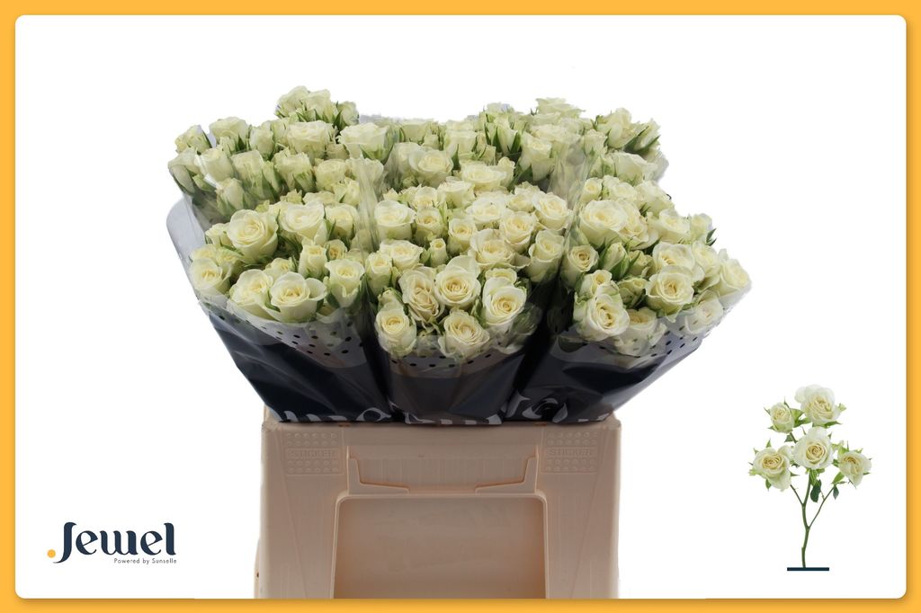 Срезанные цветы оптом Rosa spray snowflake от 60шт.. из Голландии с доставкой по России