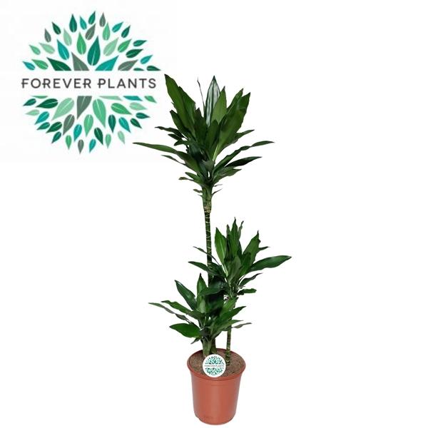 Горшечные цветы и растения оптом Drac Janet Lind  75-30-10 от 1шт из Голландии с доставкой по России