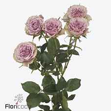 Срезанные цветы оптом Rosa sp motown от 40шт из Голландии с доставкой по России