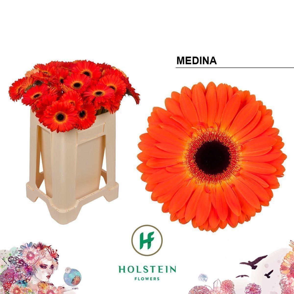 Срезанные цветы оптом Gerbera medina от 40шт из Голландии с доставкой по России