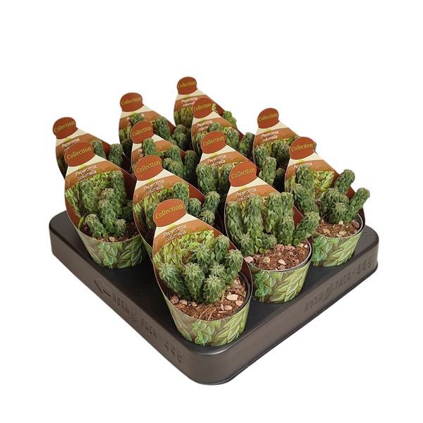 Горшечные цветы и растения оптом Peperomia Columella Potcover от 12шт (для телеги) из Голландии с доставкой по России