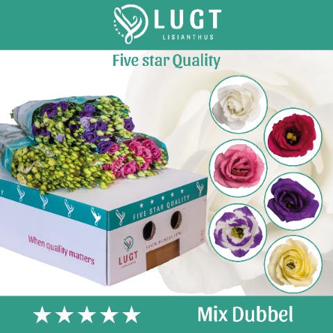 Срезанные цветы оптом Lisianthus do mix in bucket от 60шт. из Голландии с доставкой по России