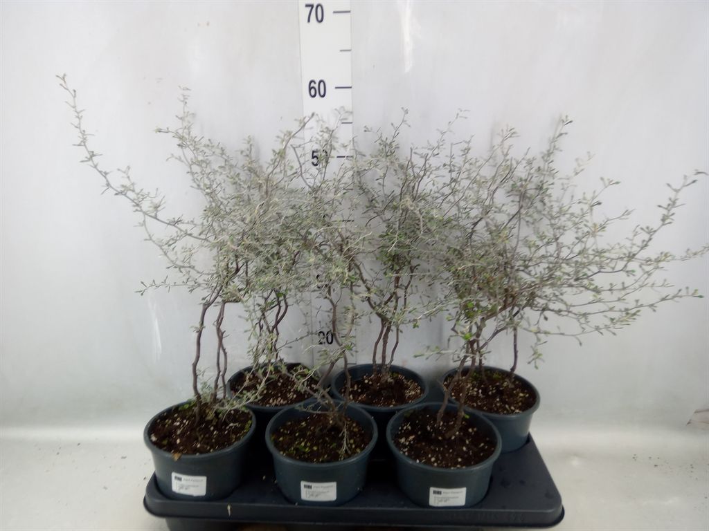 Горшечные цветы и растения оптом Corokia Cotoneaster от 6шт из Голландии с доставкой по России