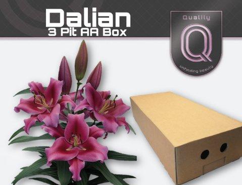Срезанные цветы оптом Lilium or dalian от 120шт из Голландии с доставкой по России