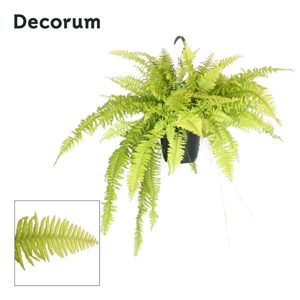 Горшечные цветы и растения оптом Nephrolepis Blonde от 6шт из Голландии с доставкой по России