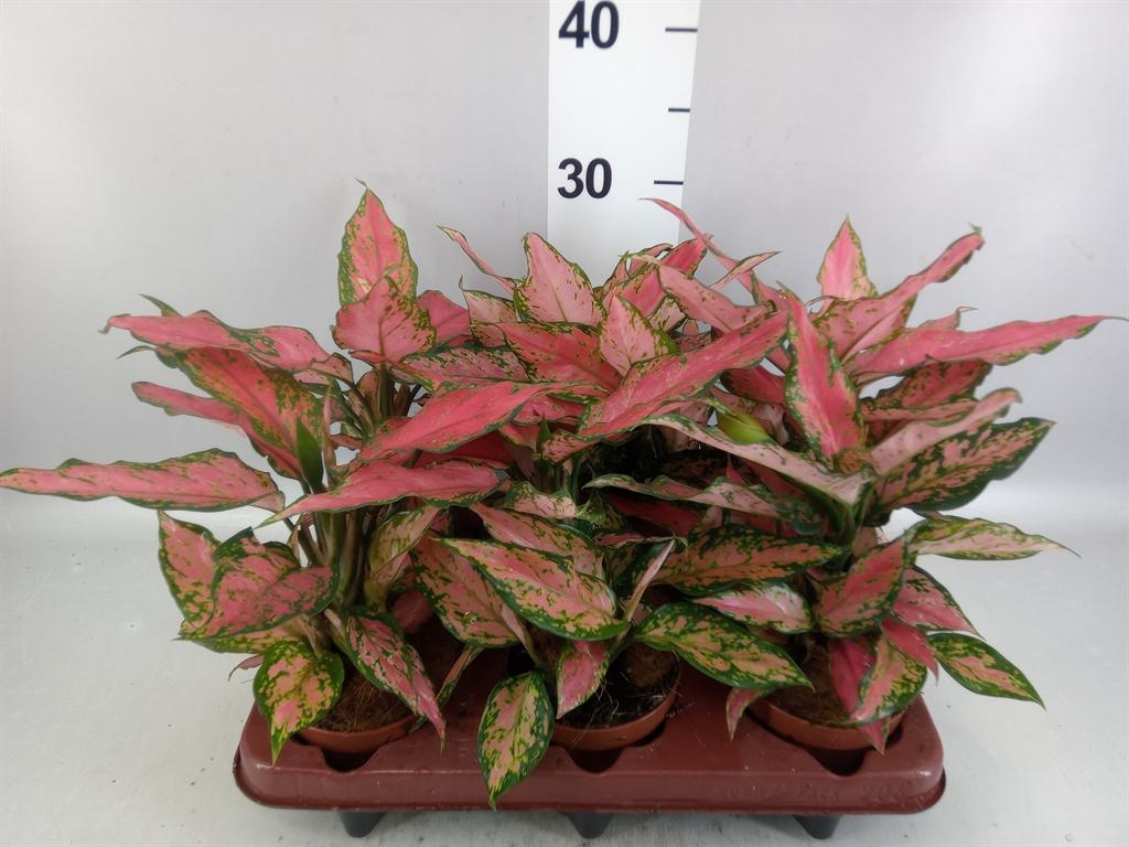 Горшечные цветы и растения оптом Aglaonema Pink от 6шт из Голландии с доставкой по России