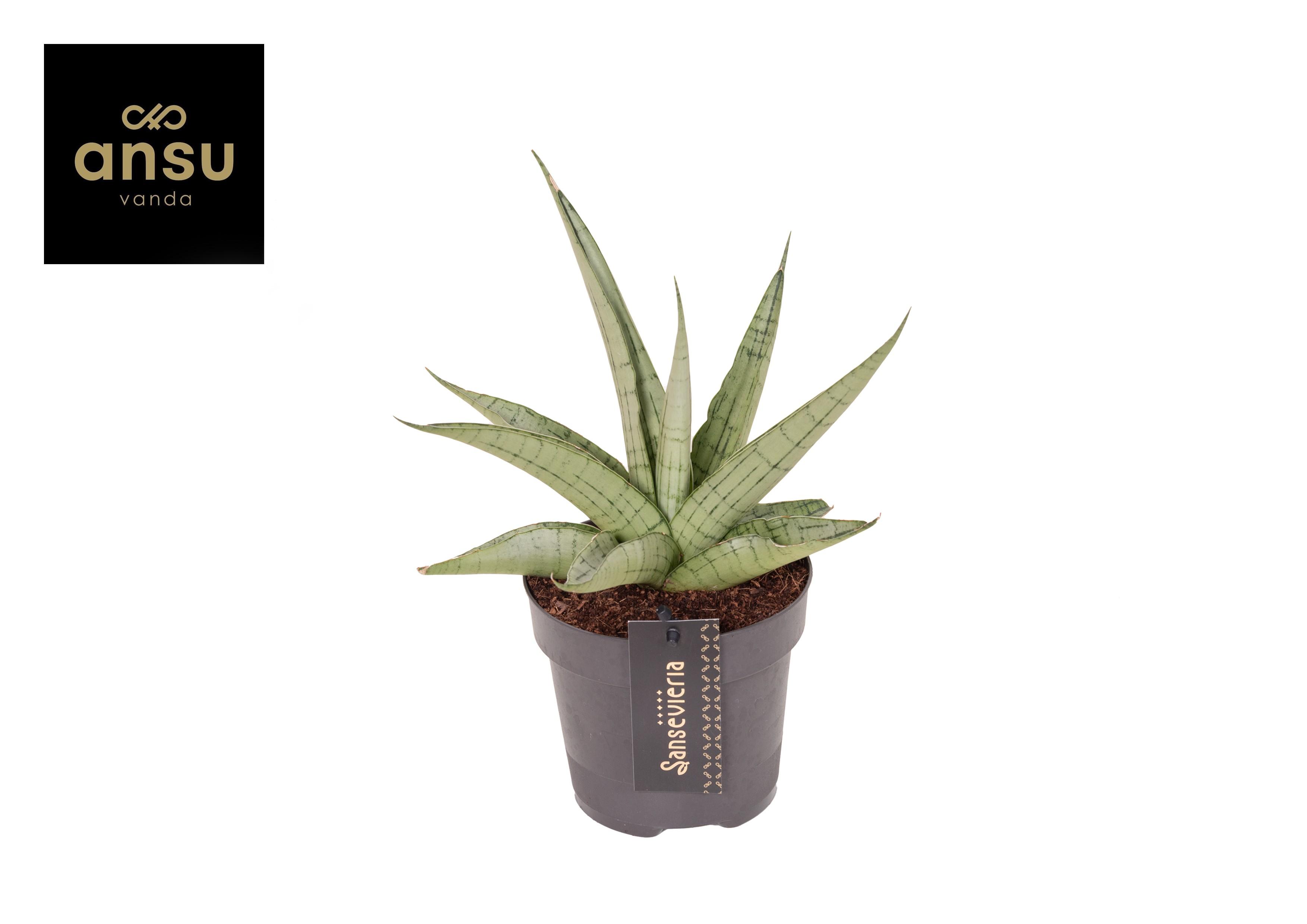 Горшечные цветы и растения оптом Sansevieria Comet Pastel Grey No. 3 от 10шт из Голландии с доставкой по России