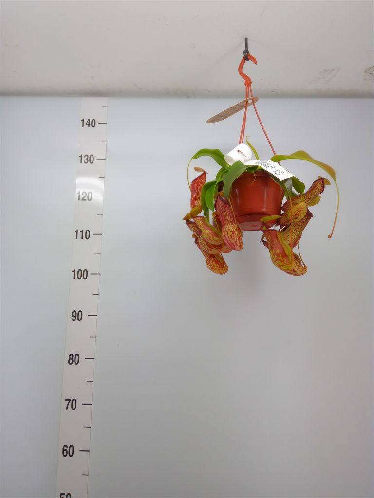 Горшечные цветы и растения оптом Nepenthes    ... от 1шт из Голландии с доставкой по России