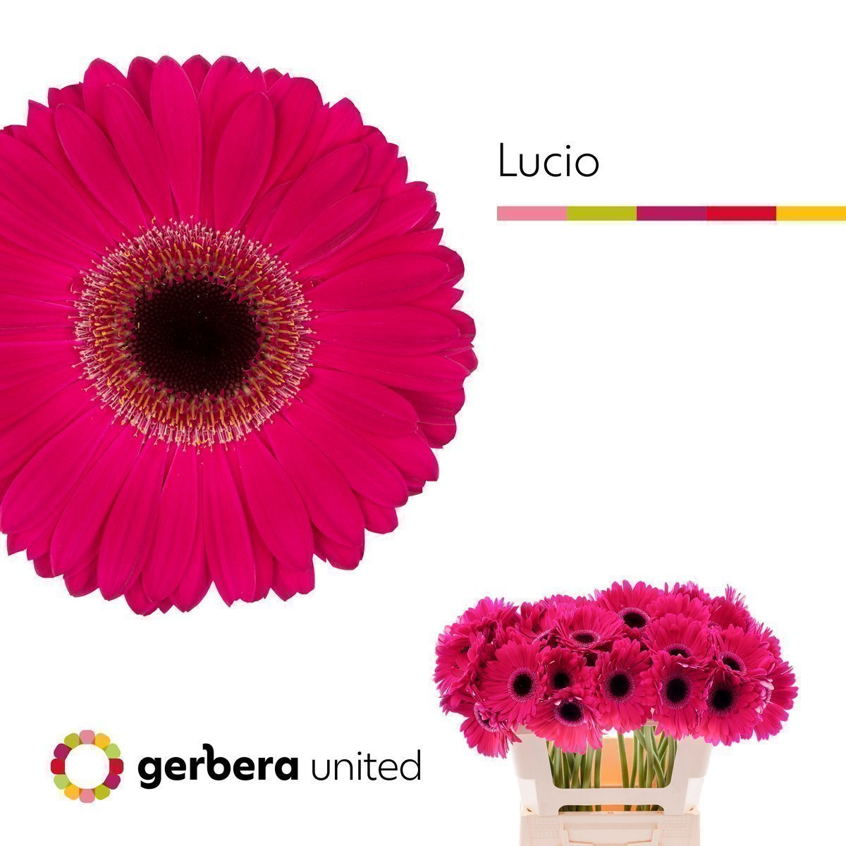 Срезанные цветы оптом Gerbera lucio от 40шт из Голландии с доставкой по России