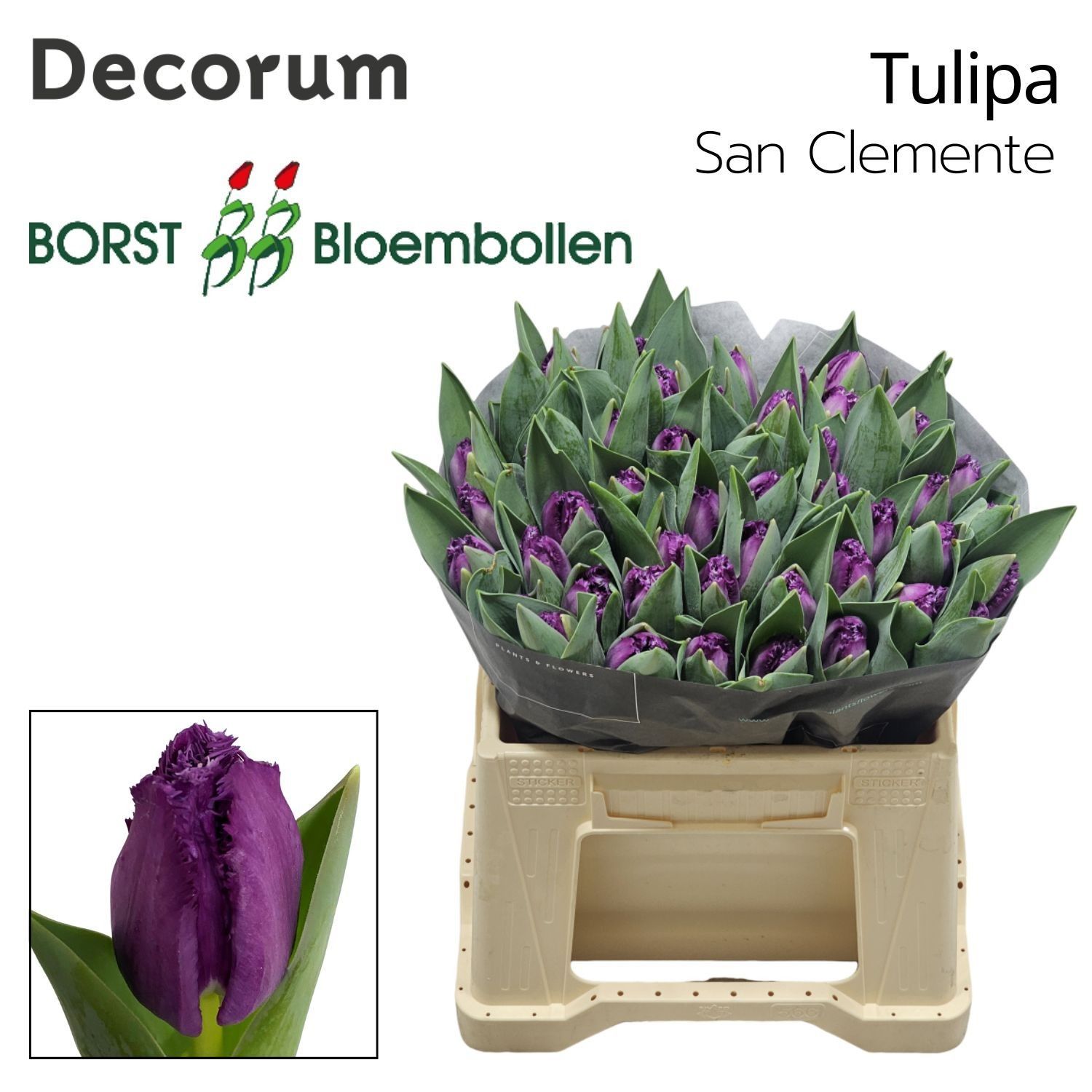 Срезанные цветы оптом Tulipa fr san clemente от 50шт из Голландии с доставкой по России