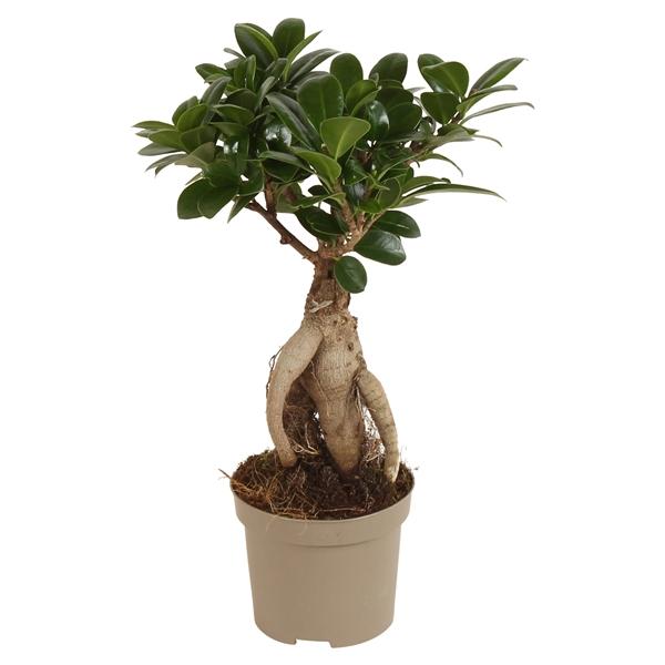 Горшечные цветы и растения оптом Ficus Ginseng от 11шт (для телеги) из Голландии с доставкой по России