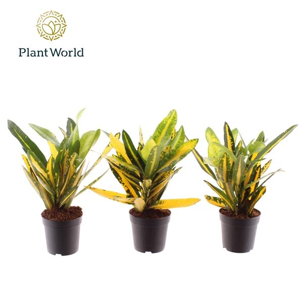 Горшечные цветы и растения оптом Codiaeum Sunny Star (decorum) от 16шт (для телеги) из Голландии с доставкой по России