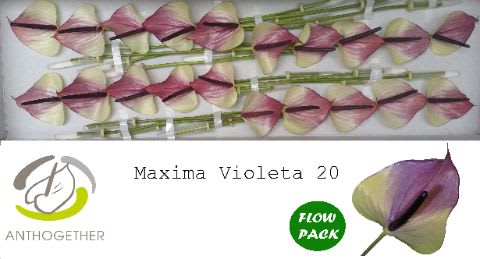 Срезанные цветы оптом Anthurium maxima violeta от 20шт из Голландии с доставкой по России