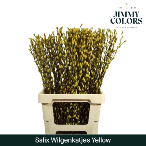 Срезанные цветы оптом Salix paint pussy willow yellow от 50шт из Голландии с доставкой по России