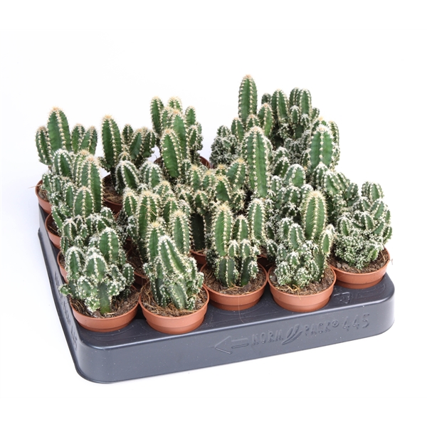 Горшечные цветы и растения оптом Cactus Cereus Peruvianus Florida от 20шт (для телеги) из Голландии с доставкой по России