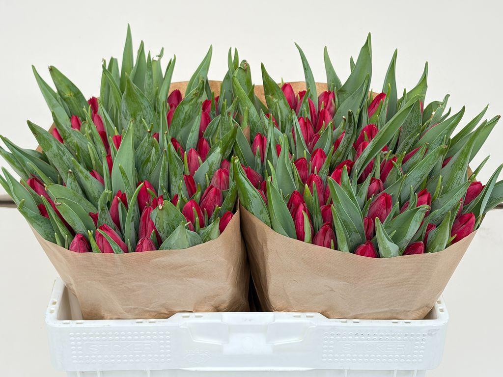 Срезанные цветы оптом Tulipa si red stone от 100шт из Голландии с доставкой по России