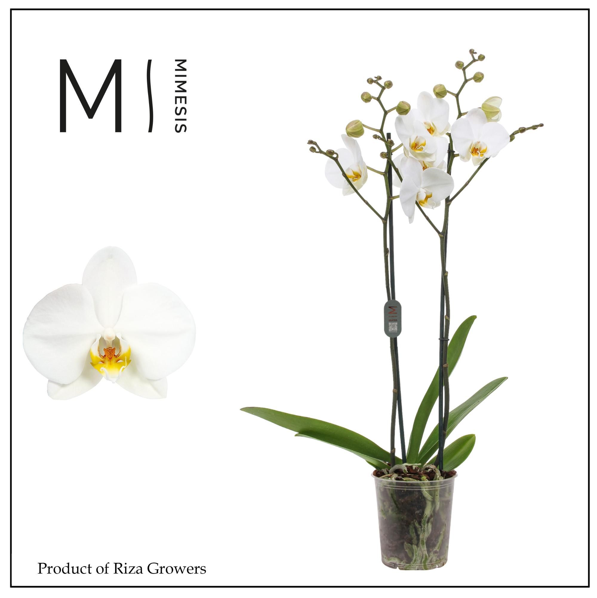 Горшечные цветы и растения оптом Phal 2st London 16+ Mimesis (orchid Growers) от 10шт из Голландии с доставкой по России