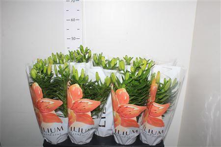 Горшечные цветы и растения оптом Lil As Gemengd 3 Branche от 9шт из Голландии с доставкой по России