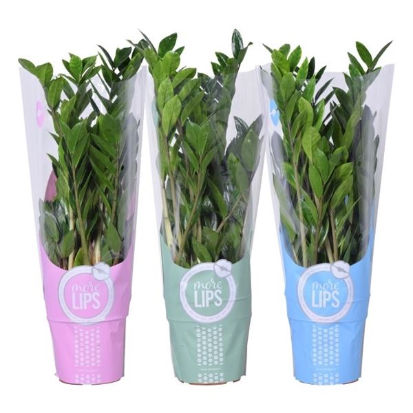 Горшечные цветы и растения оптом Zamioculcas Zanzibar 8+ In Sleeve (morelips) от 6шт из Голландии с доставкой по России