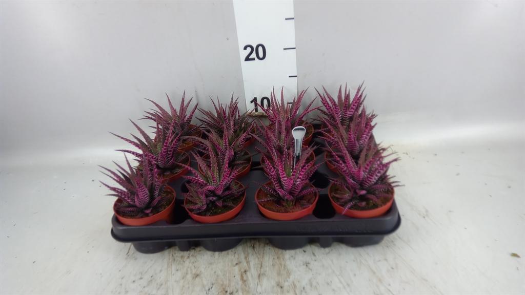 Горшечные цветы и растения оптом Haworthia Fasciata big Band A от 12шт (для телеги) из Голландии с доставкой по России