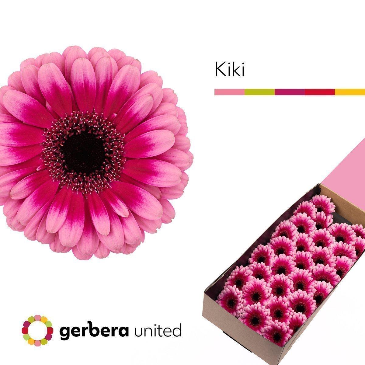 Срезанные цветы оптом Germini kiki от 30шт из Голландии с доставкой по России