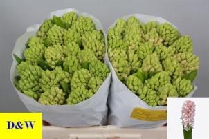 Срезанные цветы оптом Hyacinthus fondant от 50шт из Голландии с доставкой по России