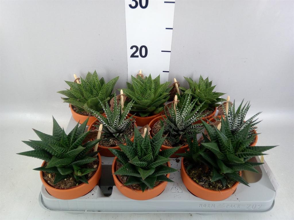 Горшечные цветы и растения оптом Aloe ...mix от 9шт (для телеги) из Голландии с доставкой по России