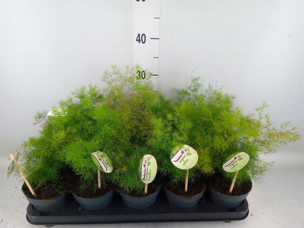 Горшечные цветы и растения оптом Asparagus Umbellatus от 10шт из Голландии с доставкой по России