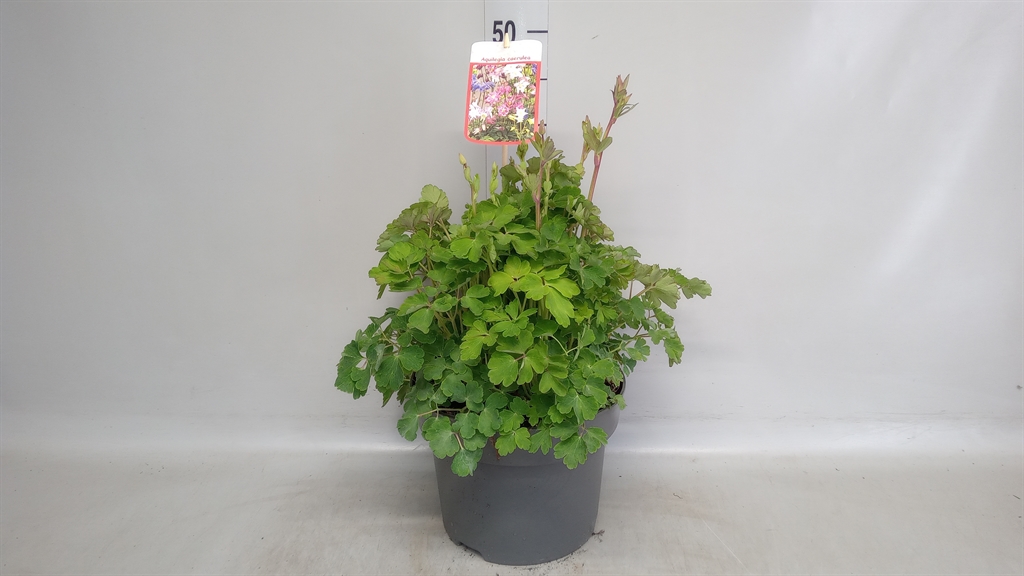 Горшечные цветы и растения оптом Aquilegia Vulg. от 1шт из Голландии с доставкой по России