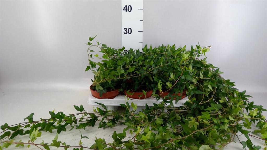 Горшечные цветы и растения оптом Hedera Helix shamrock от 6шт из Голландии с доставкой по России