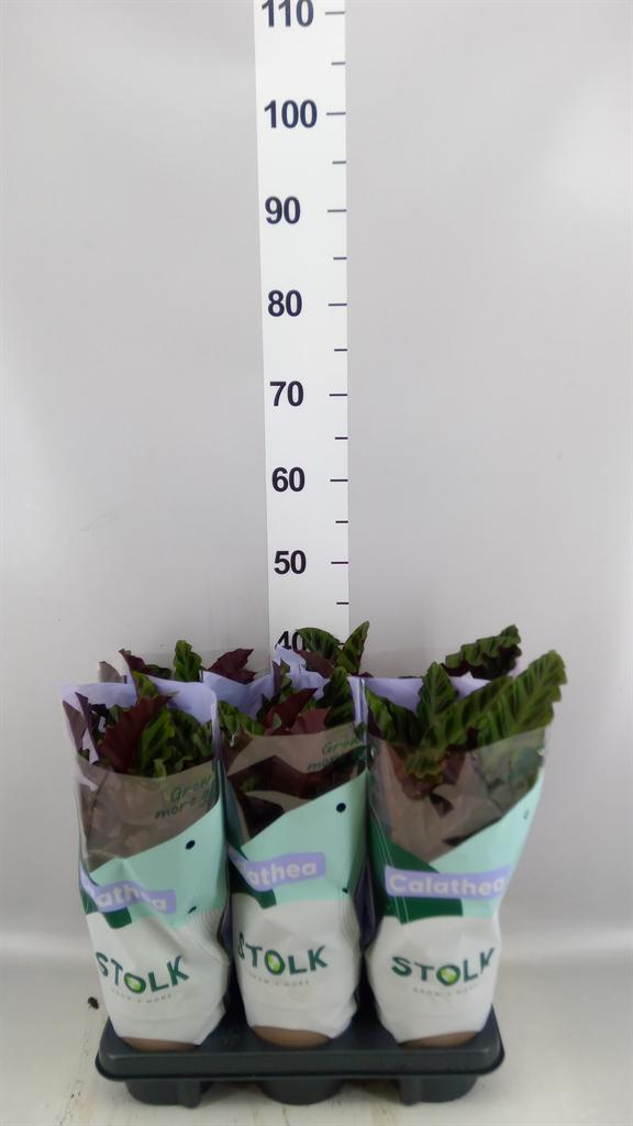 Горшечные цветы и растения оптом Calathea velvet Glory от 6шт из Голландии с доставкой по России