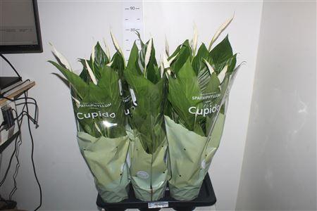 Горшечные цветы и растения оптом Spath Bingo Cupido 5 Bloemen+ от 6шт из Голландии с доставкой по России