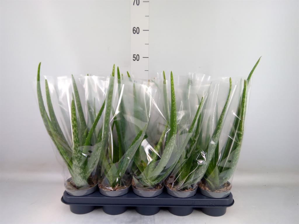 Горшечные цветы и растения оптом Aloe Vera от 10шт из Голландии с доставкой по России