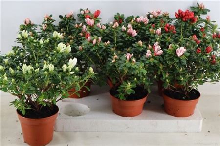 Горшечные цветы и растения оптом Rhodo Si Gem от 6шт из Голландии с доставкой по России