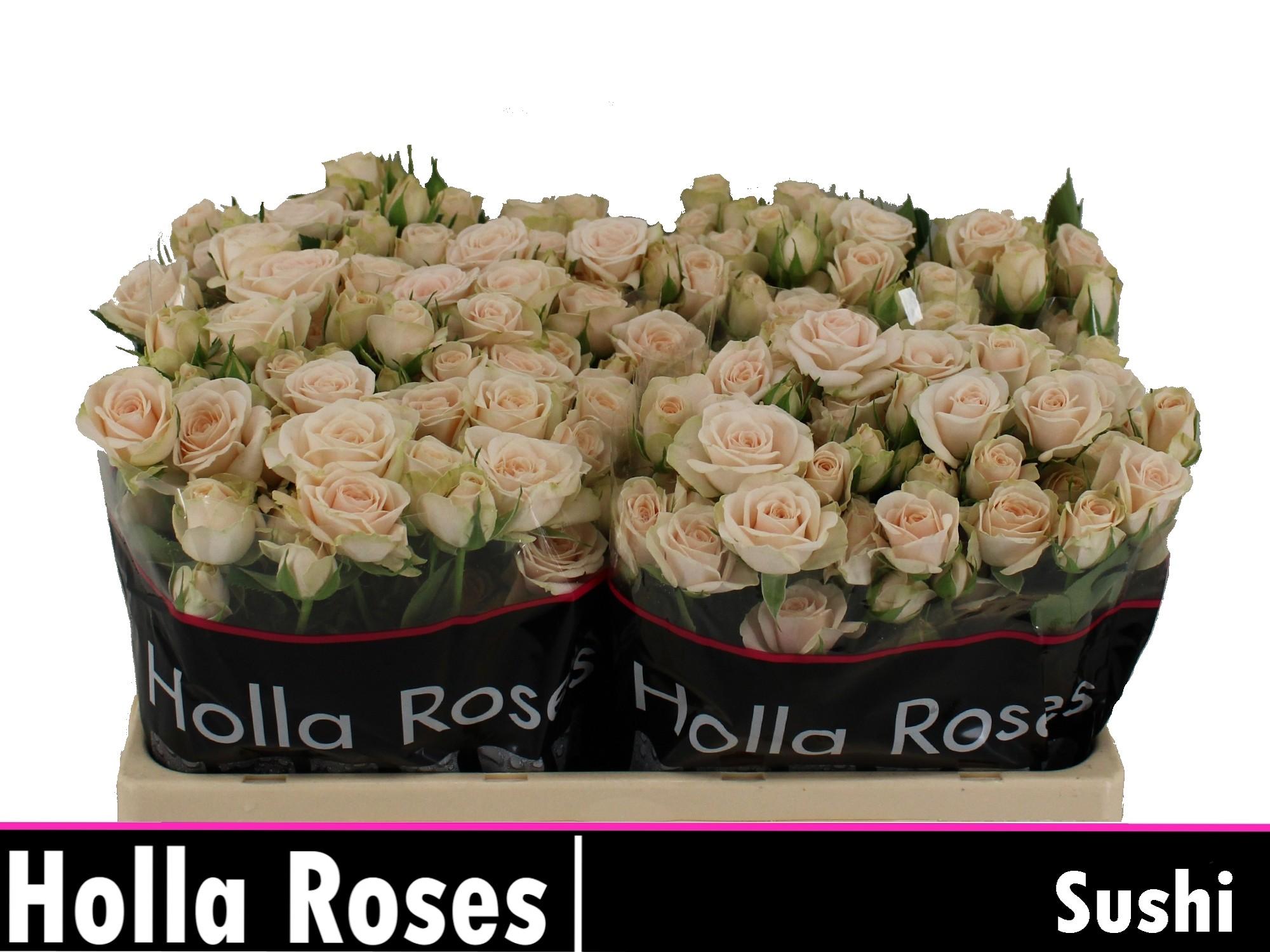 Срезанные цветы оптом Rosa spray sushi от 50шт из Голландии с доставкой по России