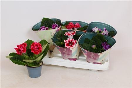 Горшечные цветы и растения оптом Sinningia Brocade Mix от 6шт (для телеги) из Голландии с доставкой по России