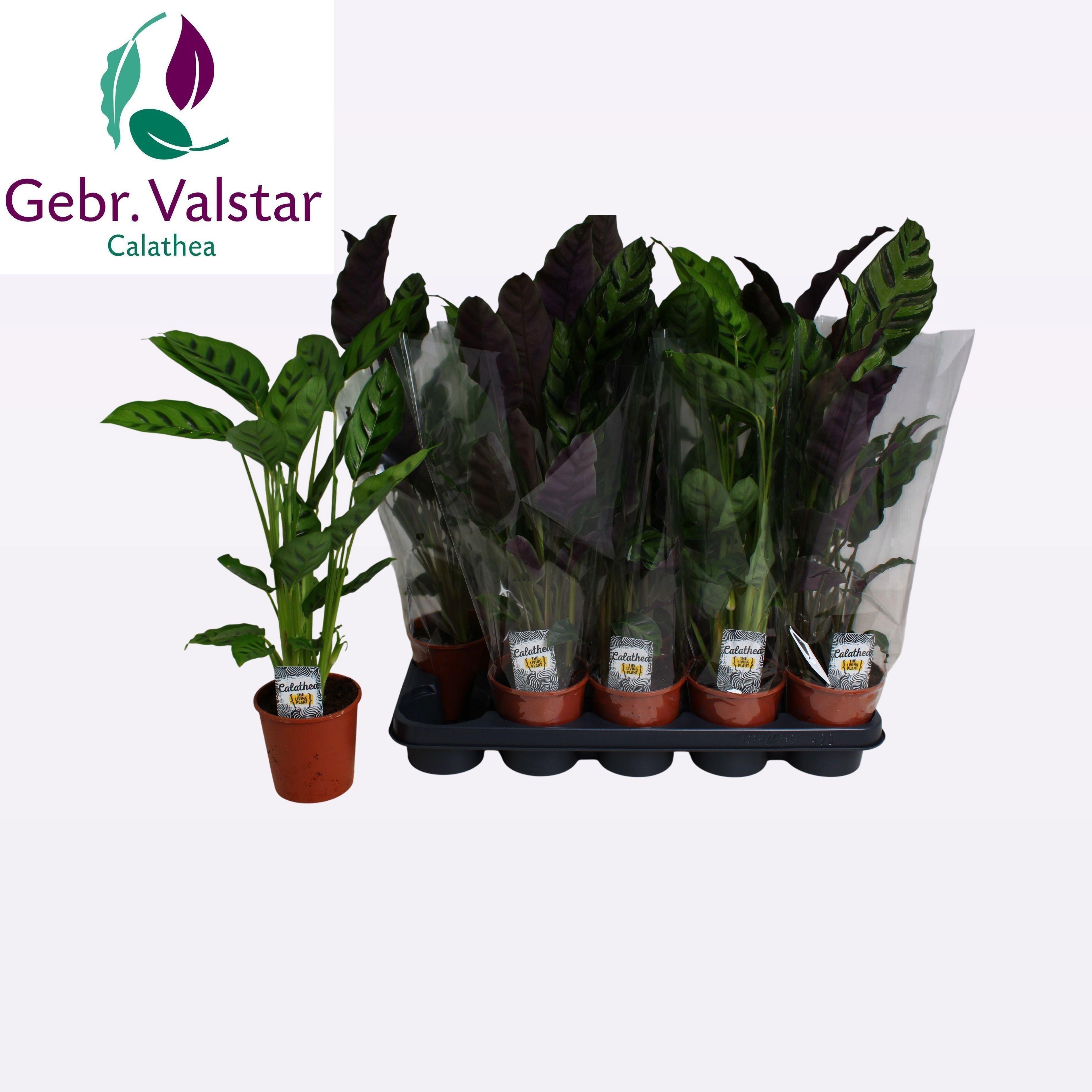 Горшечные цветы и растения оптом Calat Gem 2 Srt от 10шт из Голландии с доставкой по России